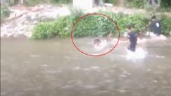 Ngeri, Babi Hutan Masuk Kampung hingga Lukai Warga di Madina<
