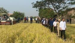 Presiden Jokowi Senang Panen Raya di Subang Capai 9 Ton per Hektare: Bisa Menambah Cadangan<