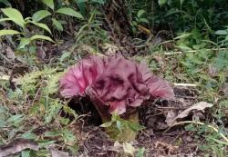 Bunga Bangkai Mekar di Jurang Bukit Sulap Lubuklinggau, Pertanda Musim Hujan Tiba?<