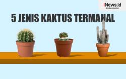 Infografis Daftar 5 Jenis Kaktus Termahal