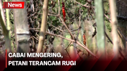 Cabai Mengering akibat Kemarau, Petani Terancam Rugi Ratusan Juta Rupiah