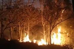 Hutan Wanagama di Gunungkidul Terbakar, Hanguskan Peternakan Lebah Madu