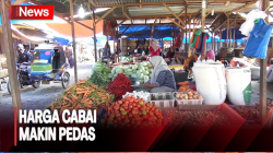 Makin Pedas, Ternyata Ini Pemicu Naiknya Harga Cabai di Pasaran