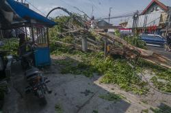 Pohon Tumbang Menimpa Truk di Jalan Solo-Semarang