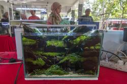 Kontes Aquascape Angkat Potensi Karya Seni di Boyolali  