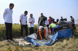 Presiden Jokowi Tinjau Petani Panen Padi di Indramayu<