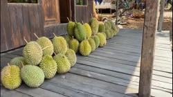 Berkah Kemarau Panjang bagi Desa Bi'ih Kalsel, Petani Panen Durian Melimpah<