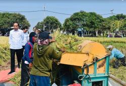 Presiden Jokowi Panen Raya di Indramayu, Pastikan Produksi Padi Baik<
