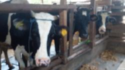 Dampak Kemarau, Pakan Sapi Perah Sulit Didapat, Produksi Susu Pangalengan Turun 50 Persen<
