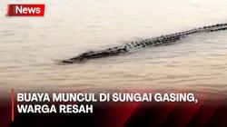 Buaya Berukuran Besar Muncul di Sungai Gasing, Lokasinya Tak Jauh dari Permukiman Warga