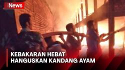 Kebakaran Hebat Hanguskan Kandang Ayam Permanen di Baradatu, Pemilik Rugi Ratusan Juta