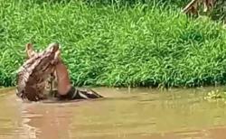 Penambang di Bangka Barat Diterkam Buaya saat Mencuci Bijih Timah di Kolong<