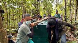 Jaga Populasi Satwa Dilindungi, BBKSDA Sumut Lepas Liarkan 6 Orang Utan ke Hutan<