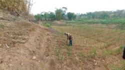 Waduk Saguling KBB Kering saat Kemarau, Disulap Warga Jadi Lahan Pertanian<