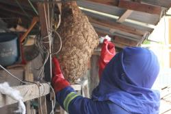 Foto-Foto Sarang Tawon Vespa Dievakuasi dari Rumah Warga Malang