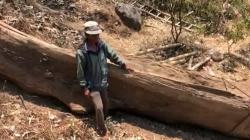 Desa Ngembeh Heboh, Batang Pohon Besar Berusia Ratusan Tahun Ditemukan di Ladang Warga<