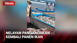 Kembali Panen, Nelayan Pangandaran Dapat 1 Ton Ikan Berbagai Jenis
