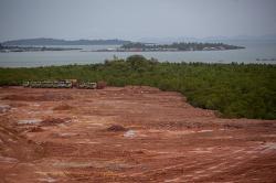 50 Persen Hutan Mangrove Pulau Batam Rusak