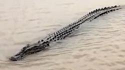 Hendak Mencuci, Warga Muarojambi Dibuat Waswas Kemunculan Buaya di Sungai Batanghari<