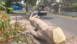 Pasutri di Lombok Barat Tertimpa Pohon yang Ditebang Warga, Suami Tewas Istri Luka Parah 