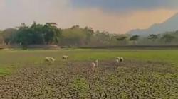 Imbas Kemarau Panjang, Situ Sarkanjut Garut Berubah Jadi Lapangan<