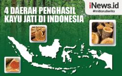 Infografis 4 Daerah Penghasil Kayu Jati di Indonesia