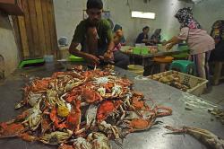 Ekspor Rajungan Hasil Laut Banten ke Jepang, Korsel dan Amerika Serikat