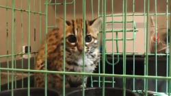 Kucing Hutan Langka Masuk Permukiman di Palangka Raya, Diduga akibat Karhutla<