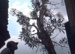 Viral 2 Pohon Tabebuya di Kepanjen Malang Menangis, Airnya Berbau Wangi