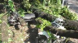 Pohon Tua Tumbang Timpa 15 Motor di Medan, 3 Kendaraan Belum Dievakuasi