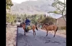 Viral Penunggang Kuda Terobos Jalan Aspal Baru Dicor di NTT, Langsung Diusir Warga