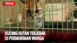 Kucing Hutan Terjebak di Permukiman Warga, Diduga akibat Karhutla 