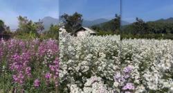 Kampung Unik di Kota Batu, Desa Kecilnya Ada Pemandangan Kebun Bunga Mirip di Jepang 