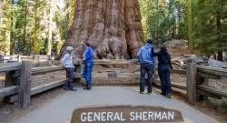 10 Pohon Terbesar di Dunia, Besarnya Bikin Merinding