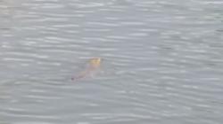 Hati-Hati, 2 Buaya Berkeliaran di Pantai Mandra Kolaka<