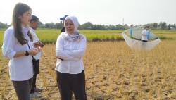 Caleg Partai Perindo Stefanie Laurensia Gelar Lomba Layang-layang di Tangerang