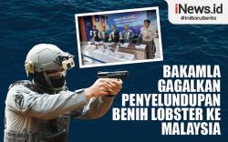 Infografis Bakamla Gagalkan Penyelundupan Benih Lobster ke Malaysia