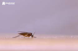 Yuk Ikuti Cara Mengusir Nyamuk dari Rumah, Dijamin Kabur!