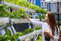 Kisah BRInita di Jayapura, Jadikan Urban Farming Gaya Baru Bertani di Lahan Sempit