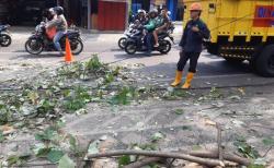 Kronologi 2 Pemotor di Malang Tertimpa Pohon Tumbang, Bahu dan Lengan Patah