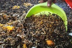 Budi Daya Maggot untuk Mengurangi Sampah Organik DKI Jakarta