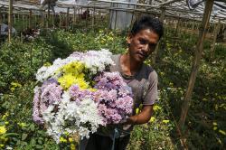Potensi Ekonomi Tanaman Hias Indonesia