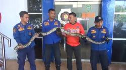 Ular Sanca 2,5 Meter Masuk Area Sekolah, Murid SDN Sukamenak Subang Panik<