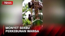 Bikin Resah, Kawanan Monyet Serbu Perkebunan Warga di Barru