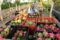Cara Petani Buah Naga Tidak Gagal Panen saat Musim Kemarau