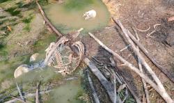 Kerangka Manusia di Jasinga Bogor Diduga Berjenis Kelamin Laki-Laki