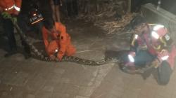 Pengendara Motor di Cimahi Dicegat Ular Besar saat Melintas di Areal TPU Baros<