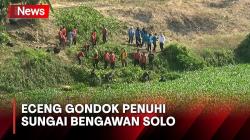 Sungai Bengawan Solo Dipenuhi Eceng Gondok, Ratusan Relawan Lakukan Bersih-Bersih