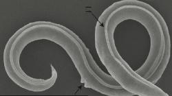 Mampu Bertahan di Lingkungan Ekstrem, Cacing Purba Hidup Kembali Setelah 46.000 Tahun Membeku