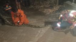 Ular Teror Warga Cimahi, Petugas Evakuasi 80 Ekor hingga Oktober<
